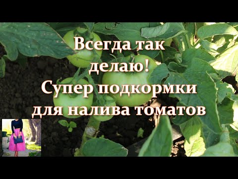 Видео: Срочно! Чем подкормить томаты для роста и налива плодов, если завязь не растет. Кусты ломятся!