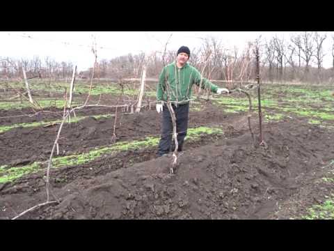 Видео: Полуукрывная форма виноградного куста, часть 2. Хисамутдинов АФ