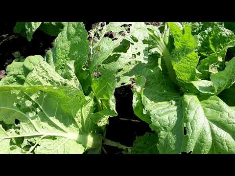 Видео: Пекинская капуста как она растет