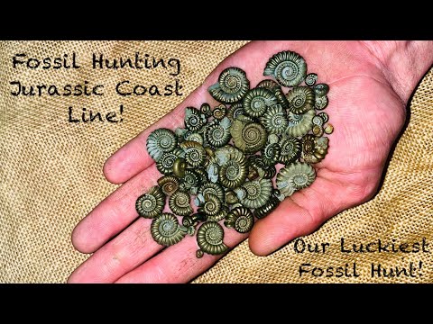 Видео: Охота за окаменелостями — Юрское побережье Лайма и Чармута! Найдены пиритовые аммониты — огромная...