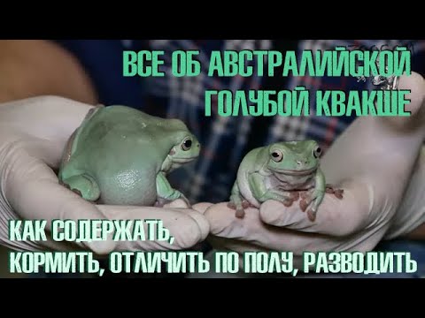 Видео: Австралийская голубая квакша. САМЫЙ ПОЛНЫЙ ГАЙД!