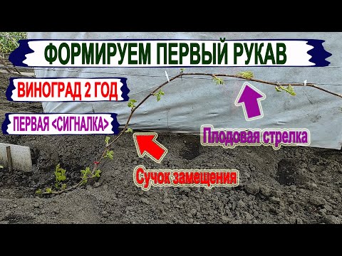 Видео: 🍇 Как получить СИГНАЛЬНУЮ ГРОЗДЬ на винограде? Формируем правильно первый рукав с плодовым звеном.