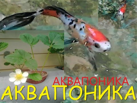 Видео: аквапоника теплица+подвал рыба+клубника