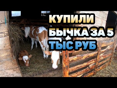 Видео: Деревенское хозяйство. Купили бычка за 5 тыс рублей