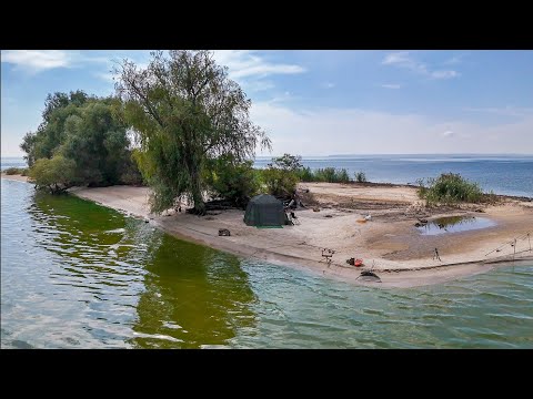 Видео: Ловлю Дикого Сазана на Острові