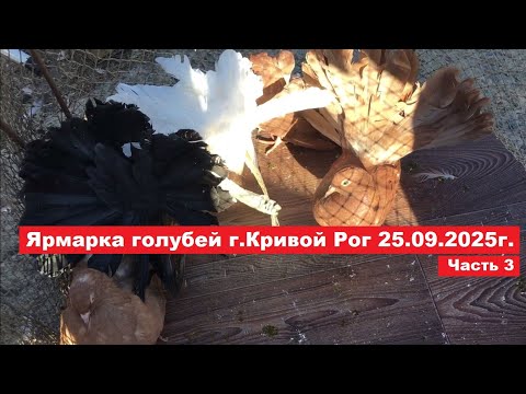 Видео: Ярмарка голубей и декоративных птиц г. Кривой Рог 27.09.2025. Часть 3