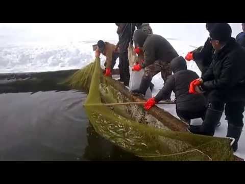 Видео: Рыбалка  на корюшку. Март. Амур..      fishing for smelt. March.