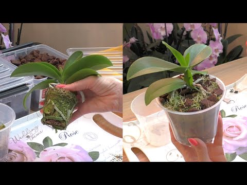Видео: НЕОБЫЧНАЯ Пересадка орхидеи с ДЕТКОЙ.