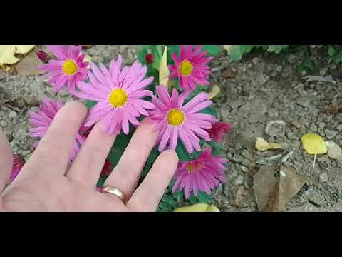 Видео: 26 октября 2025 г.