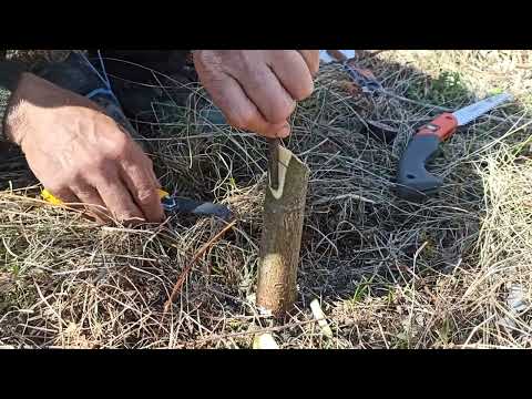 Видео: Ашладисване, Присаждане, Калемене, Облагородяване на Ябълка с Бормашина. 😍🔥