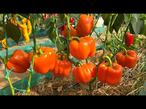 Видео: САМЫЙ УРОЖАЙНЫЙ СОРТ. ОБЗОР ПЕРЦА КУБИЧЕСКОЙ ФОРМЫ. РАЗНЫЕ ЦВЕТА. Перец, томаты, капуста, баклажаны.