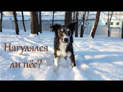 Видео: Зимняя прогулка с бордер-колли / Border collie winter walk