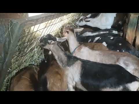 Видео: #Деревенскаяжизнь! Сбежала крольчиха! Обзор кормушки для коз! Коровьи новости! Хожу перевязанная! 😌😌