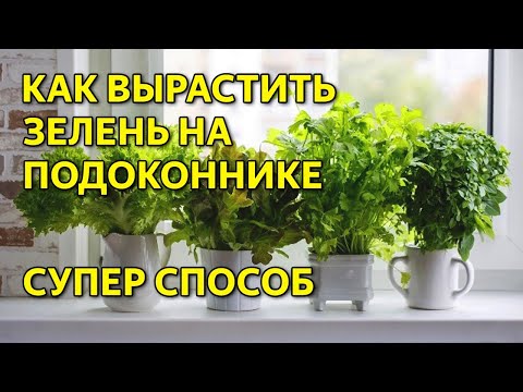 Видео: Как вырастить зелень на подоконнике. Выращивание зелени дома.