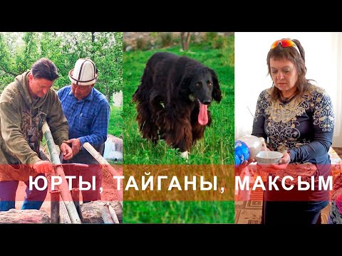 Видео: ЮРТЫ, ТАЙГАНЫ, МАКСЫМ - Весенний Кыргызстан