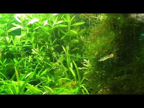 Видео: Дафния. Ответ на вопрос.