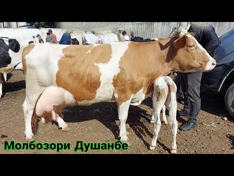 Видео: МОЛБОЗОРИ ДУШАНБЕ НАРХИ ГОВИ ШИРТЕ ГУСАЛАДОР НАРХИ ИМРУЗА ТАМОШО КУНЕД мая 2021 г.