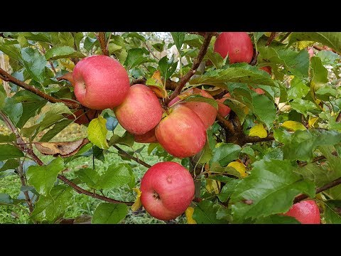 Видео: Яблоня Пинк Леди / Apple Pink Lady/