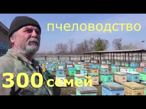 Видео: 300 СЕМЕЙ / ПЧЕЛОВОДСТВО В УЛЬЯХ / ЛЕГКО И ПРОСТО / 1 ЧАСТЬ.