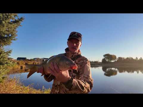 Видео: Осінній карп ,риболовля в США 🇺🇸 