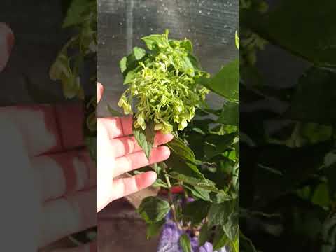 Видео: "Мечта Лескова"-мечта всех любителей гортензий😉