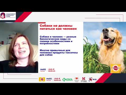 Видео: 4. Как правильно кормить собак в приютах.