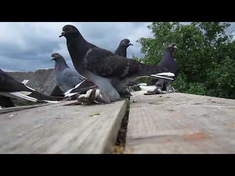 Видео: Порода голубей - Ивановские ходовые.