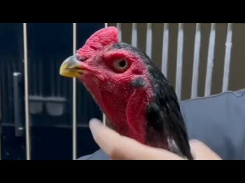 Видео: АССАЛОМУ АЛЛЕКУМ ХАММАГА ПАРВОЗЛАР УЧУН ЯНГИЛИК ЙОХСА ТЕЛЕГРАМГЧИКАМИЗ
