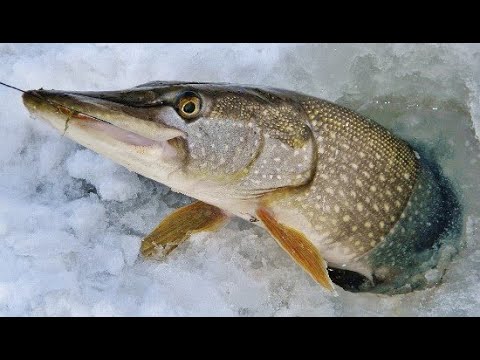 Видео: Два дня на вилейском водохранилище. Трофей гнет ставку. Последний хищник. Отличный отдых.