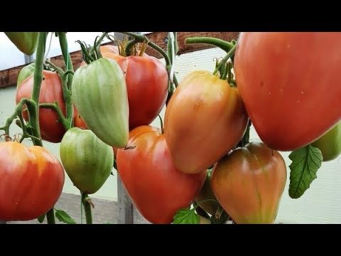 Видео: Обзор новых сортов томатов от Катарины, с фото и описанием. 