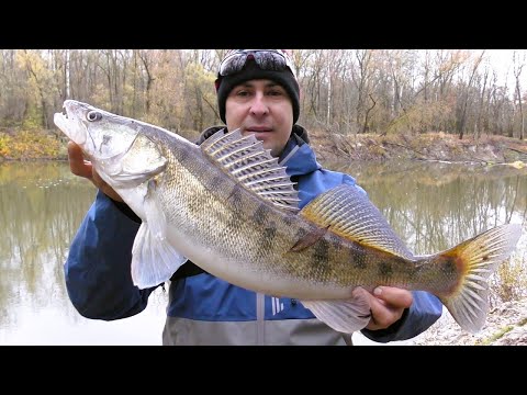 Видео: Жор Судака на Десні. Ловля Судака на Джиг