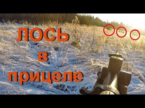 Видео: Охота на лося. Быки вышли на охотников. Много выстрелов.