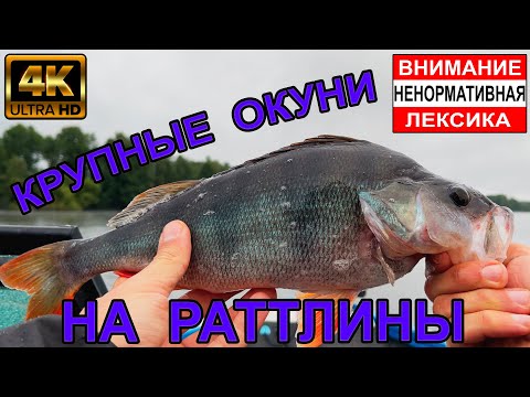 Видео: Рыбалка на КРУПНЫХ ОКУНЕЙ на раттлины