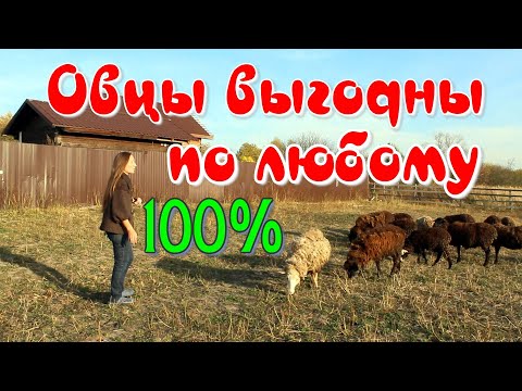 Видео: Содержание овец/Незаметные минусы