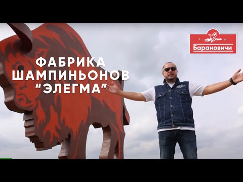 Видео: Как шампиньоны вытесняют барановические лодочки.