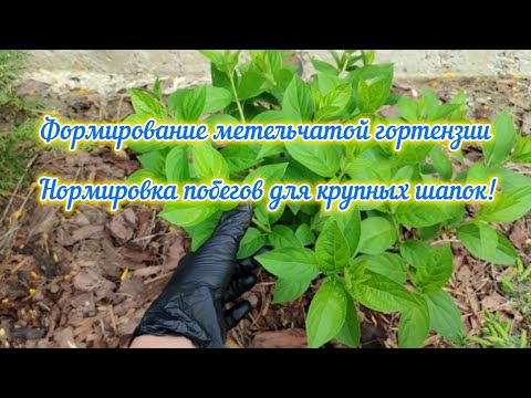 Видео: Формирование метельчатой гортензии, обязательно нормируем побеги для пышных шапок!