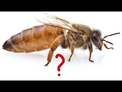 Видео: Сколько яиц откладывает пчелиная матка за сутки. Как считать расплод пчел
