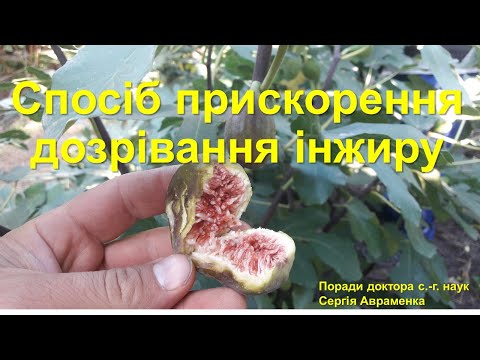 Видео: Спосіб прискорення дозрівання інжиру