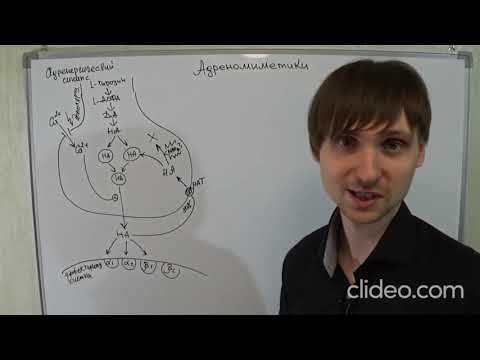 Видео: адренергический синапс