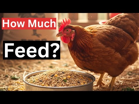 Видео: Это ТОЧНО СКОЛЬКО корма нужно вашим цыплятам