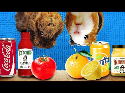 Видео: Красная и Желтая еда - Кулинарное путешествие со Свинкой Бузей