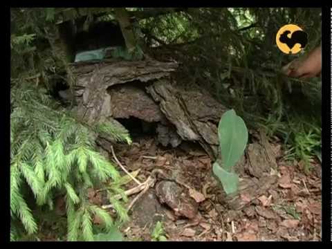 Видео: Дикий сад. Ландшафтные хитрости 43