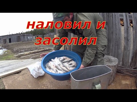 Видео: Рыбалка в мае. Наловил и сразу засолил.