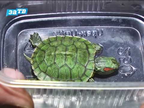 Видео: Как ухаживать за черепахами