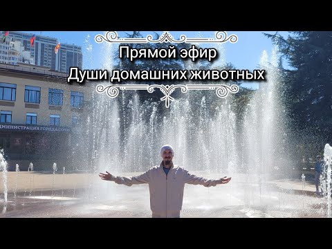 Видео: Прямой эфир. Души домашних животных. Перерождение. Возвращение к хозяину. Связь с человеком. Любовь.