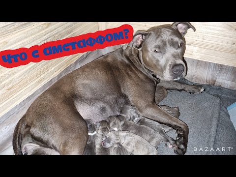 Видео: Амстафф Луна родила/роды пошагово