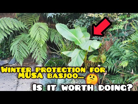 Видео: Защита банана на зиму... Стоит ли оно таких хлопот? 🤔 (Муса Басджу) 🌴 Тропическое садоводство Вел...