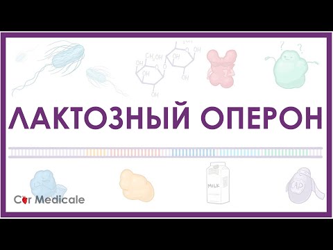 Видео: Лактозный оперон - что такое. Пример регуляции активности генов.