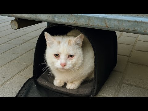 Видео: Невестка сказала: Я или КОШКА! Она заперла её в клетке и ушла... А через 8 часов случилось ужасное.