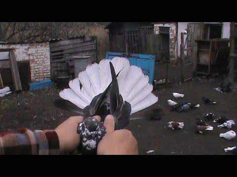 Видео: Николаевские голуби